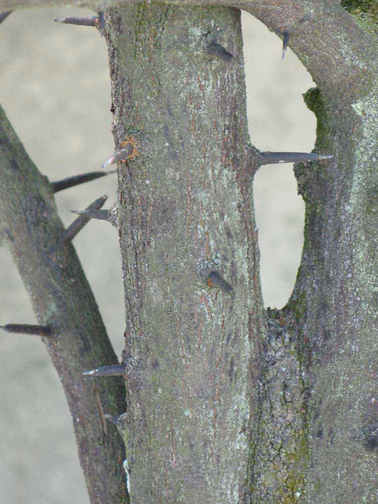            Bark (Winter Haven, FL)   